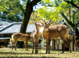 VISITA DE MEDIO DÍA A NARA ’20