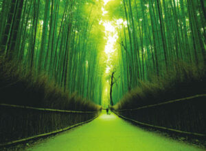 VISITA DE MEDIO DÍA A ARASHIYAMA ’20
